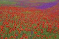 Meadow with blossoming poppy