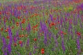 Meadow with blossoming poppy