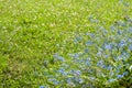 Spring meadow with blue forget-me-not flowers Royalty Free Stock Photo