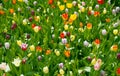 Spring meadow with bright colorful tulip flowers with selective focus. Beautiful nature floral background for card design, web Royalty Free Stock Photo