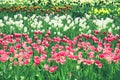 Spring meadow with bright colorful tulip flowers with selective focus. Beautiful nature floral background for card design, web Royalty Free Stock Photo