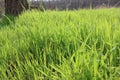 Spring meadow with bright green grass close-up Royalty Free Stock Photo