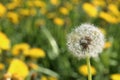 Spring meadow with bright green young grass and flowering dandelions. Visible fluffy faded dandelion. Close-up Royalty Free Stock Photo