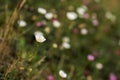 Spring meadow of a carpet of wild daisy flowers