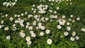 Spring meadow with daisies blossoms. Spring white background. Royalty Free Stock Photo