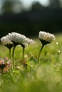 Spring meadow with Daisies. Daisy Flowers with the dew drops in the morning Light. Low Angle view. Royalty Free Stock Photo