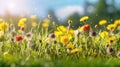 Spring meadow with dandelion flowers and bokeh effect. An illustration of a beautiful summer-spring natural flowers background in Royalty Free Stock Photo