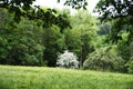 Spring meadow at the edge of the forest with a white blossoming tree Royalty Free Stock Photo