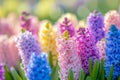 A spring meadow filled with colorful Hyacinth