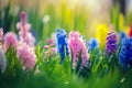 A spring meadow filled with colorful Hyacinth