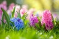 A spring meadow filled with colorful Hyacinth