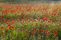 Spring Meadow Filled with Poppies, Pienza, Val d`Orcia, Tuscany, Italy