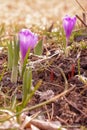 Spring meadow first blooming mountain purple crocuses green blades of grass Lawn of saffron closeup. Opened petals Royalty Free Stock Photo