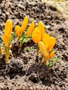 Spring meadow first blooming mountain yellow crocuses green blades of grass Lawn of saffron closeup. Opened petals