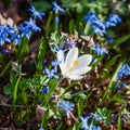 Spring meadow. First flowers, white crocus among purple scilla Royalty Free Stock Photo