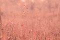 Spring meadow flower with dew drops in sunrise Royalty Free Stock Photo