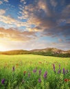 Spring meadow at sunset