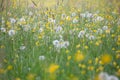 Spring meadow with flowers and dandelions. colorful field Royalty Free Stock Photo