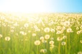 Spring meadow flowers on summer field of dandelion at sunlight backdrop Sunny evening sky sun light. Dandelions in meadow at Royalty Free Stock Photo