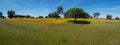 Spring Meadow Flowers and Trees Panorama - Spain Royalty Free Stock Photo