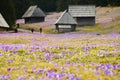 Spring meadow full of blooming crocus flowers Royalty Free Stock Photo