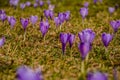 Meadow full of purple crocus vernus