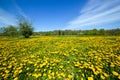 Spring meadow full of dandelions flowers and green grass.