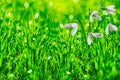 Spring meadow with galanthus