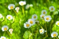 Spring Meadow With Golden Daisies. Royalty Free Stock Photo