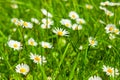 Spring Meadow With Golden Daisies. Royalty Free Stock Photo