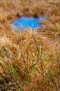Spring meadow with green bush and blue puddle. Royalty Free Stock Photo