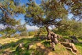 Spring meadow with green tree, grass, rocks and clear blue sky at the top of mountains of Buyukada island, Istanbul, Turkey Royalty Free Stock Photo