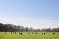 Spring meadow with lakenvelder cows in holland Royalty Free Stock Photo