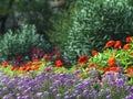 Spring meadow landscape. Selective focus on flowers. View of the spring nature