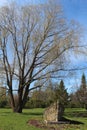 Spring meadow with large tree with fresh green leaves Royalty Free Stock Photo