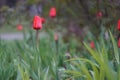 red tulips in a flower bed Royalty Free Stock Photo