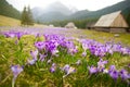 Spring meadow in mountains full of crocus flowers in bloom Royalty Free Stock Photo