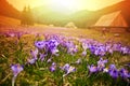 Spring meadow in mountains full of crocus flowers in bloom at sunrise