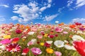 Spring meadow with multi-colored forest flowers and blue sky in the background. Royalty Free Stock Photo