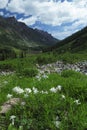 Spring meadow near Maroon Bells in Colorado Royalty Free Stock Photo