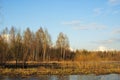 Spring meadow near the river