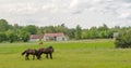 A group of horses in a meadow, walking and feeding under a cloudy sky with rural buildings in the background. Royalty Free Stock Photo