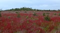 Spring meadow with red wild flowers in Alentejo, Portugal Royalty Free Stock Photo