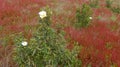 Spring meadow with red wild flowers in Alentejo, Portugal Royalty Free Stock Photo