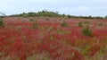 Spring meadow with red wild flowers in Alentejo, Portugal Royalty Free Stock Photo