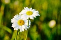 Spring meadow sun - camomile. Photo for backgrounds, desktop, cover