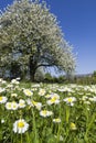 Spring meadow, sunny day Royalty Free Stock Photo