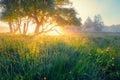 Spring meadow. Spring sunny landscape. Royalty Free Stock Photo