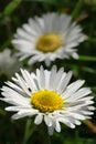 Spring meadow with two daisies, one just behind the other Royalty Free Stock Photo