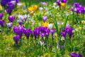 Spring meadow with various crocus flowers Royalty Free Stock Photo